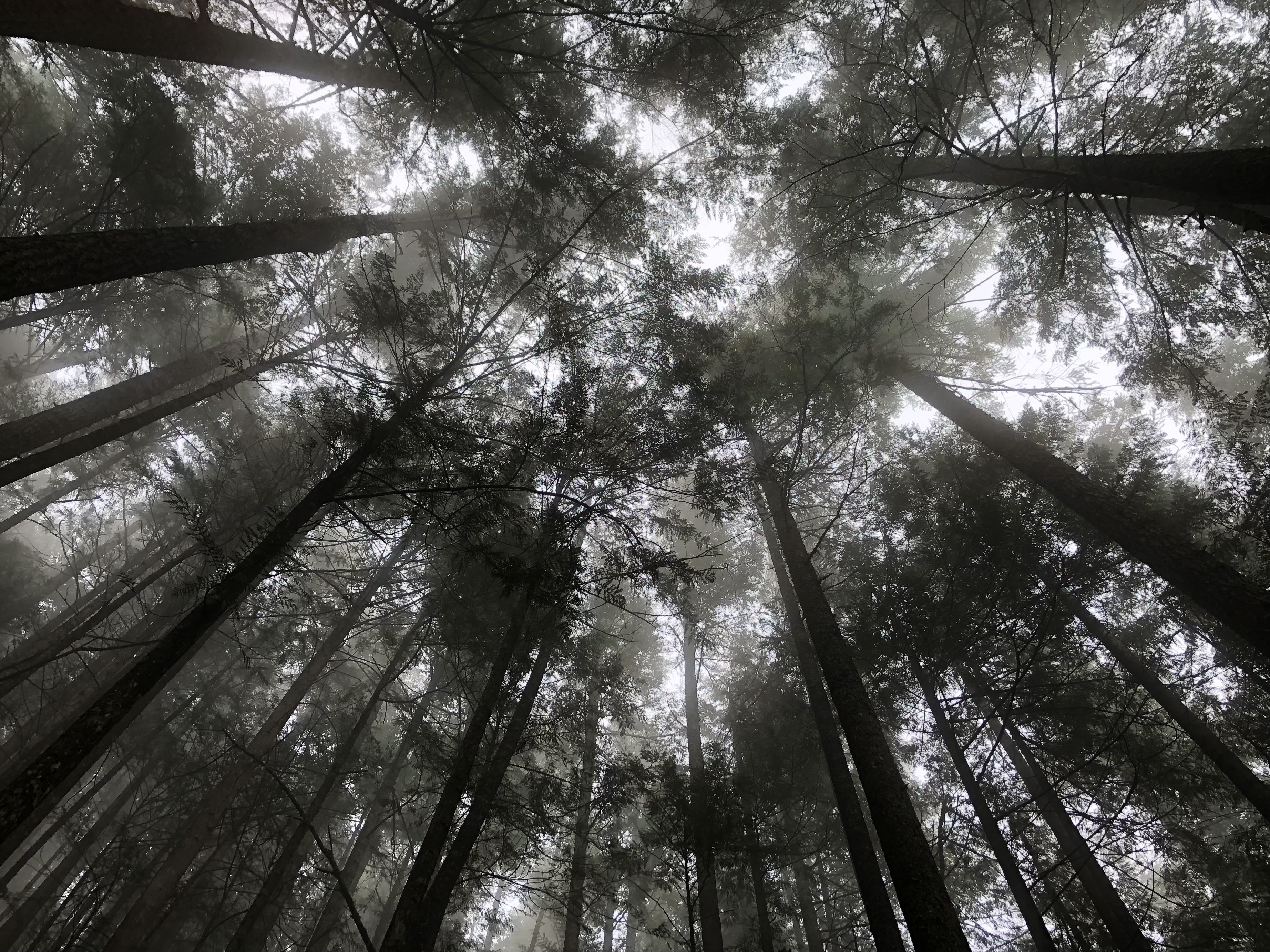 Forest Trees